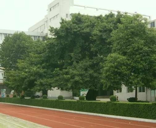 成都石室錦城外國(guó)語學(xué)校地理位置在哪里？