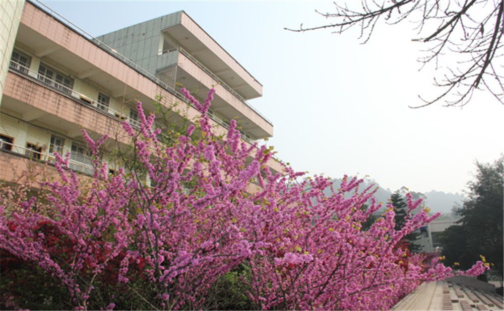 五通橋中學(xué)校園環(huán)境怎么樣？