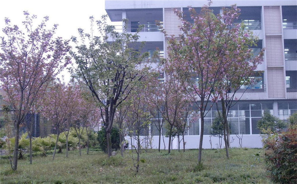 射洪中學2020年的招生計劃公布了嗎？