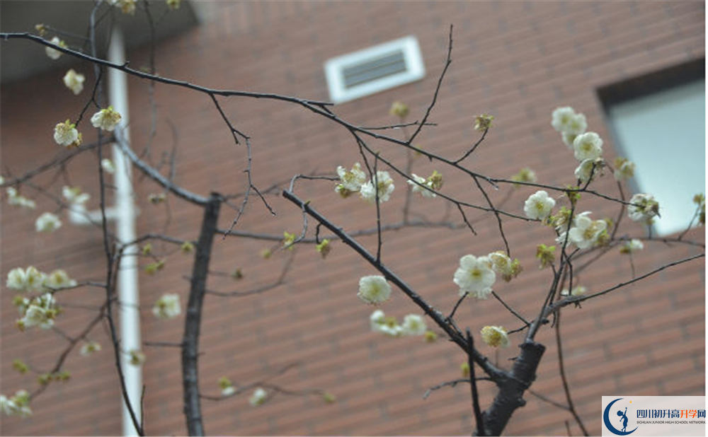 成都樹(shù)德中學(xué)光華校區(qū)自主招生中考網(wǎng)上怎么報(bào)名？