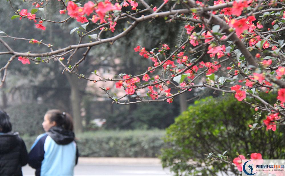 成都36中的地址在哪里？